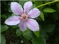 clematis